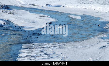 20 novembre 2013 - Calgary, AB, Canada - anatre e oche nella valle del fiume Bow a valle di Calgary, alta, mercoledì 20 novembre 2013. Mike Drew/Calgary Sun/QMI Agency (immagine di credito: © Mike Drew/QMI Agency/ZUMAPRESS.com) Foto Stock