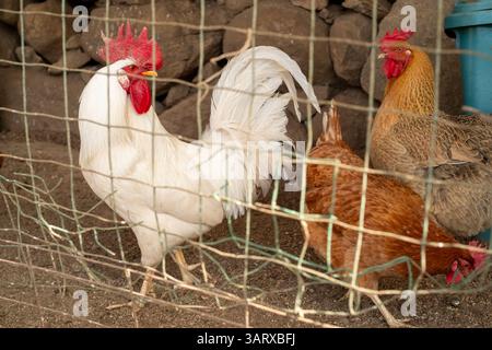 Penna di pollo di un contadino in un villaggio di montagna a Pechino, in Cina. 15 aprile 2025 Foto Stock