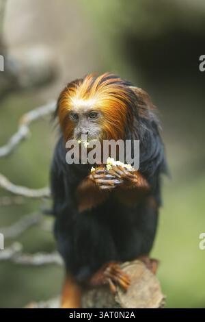 tamarin (Leontopithecus chrysomelas) leone dalla testa dorata seduto su un tronco d'albero, prigioniero, Germania, Europa Foto Stock