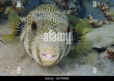 Foto da vicino sott'acqua di pesci palla maculati bianchi (Arothron hispidus) pesci palla maculati bianchi che guardano direttamente allo spettatore, Mar Rosso, Egitto, Africa Foto Stock