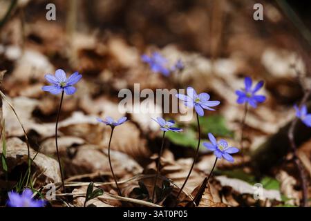 Liverwort (Hepatica nobilis), fine marzo, Meclemburgo-Pomerania occidentale, Germania, Europa Foto Stock