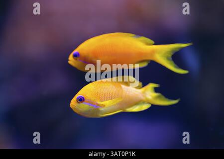 Sea goldie (Pseudanthias squamipinnis) in un acquario, prigioniero, Germania, Europa Foto Stock
