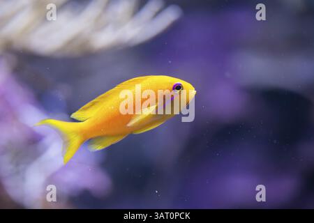 Sea goldie (Pseudanthias squamipinnis) in un acquario, prigioniero, Germania, Europa Foto Stock