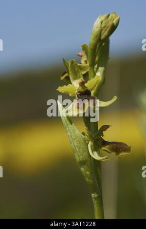Piccola orchidea ragno, Ophrys araneola Foto Stock