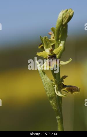 Piccola orchidea ragno, Ophrys araneola Foto Stock