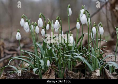 Piccolo nevralgia, Galanthus nivalis Foto Stock