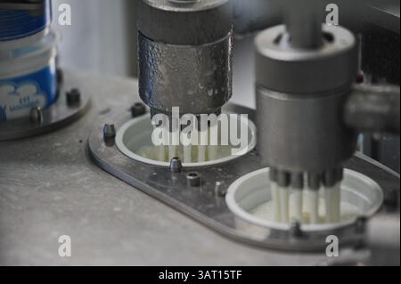 Imbottigliamento e cernita di prodotti finiti a base di latte fermentato in fabbrica. Foto Stock