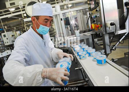 Imbottigliamento e cernita di prodotti finiti a base di latte fermentato in fabbrica. Foto Stock