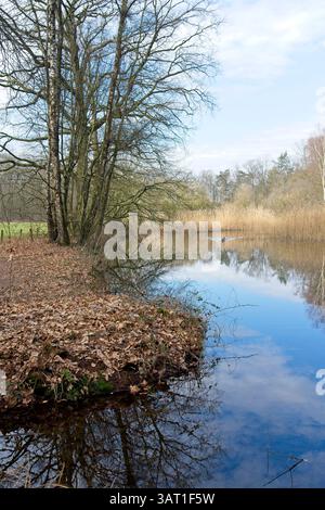 Anatre selvatiche in uno stagno nella riserva naturale e nella tenuta Warnsborn vicino ad Arnhem, nella provincia olandese di Gelderland, nella parte orientale dei Paesi Bassi Foto Stock