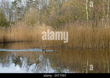 Anatre selvatiche in uno stagno nella riserva naturale e nella tenuta Warnsborn vicino ad Arnhem, nella provincia olandese di Gelderland, nella parte orientale dei Paesi Bassi Foto Stock