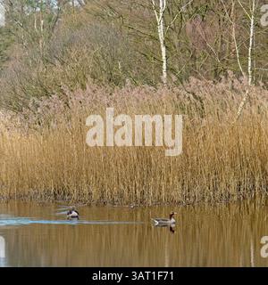 Anatre selvatiche in uno stagno nella riserva naturale e nella tenuta Warnsborn vicino ad Arnhem, nella provincia olandese di Gelderland, nella parte orientale dei Paesi Bassi Foto Stock
