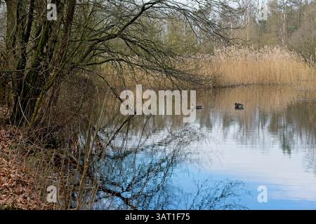Anatre selvatiche in uno stagno nella riserva naturale e nella tenuta Warnsborn vicino ad Arnhem, nella provincia olandese di Gelderland, nella parte orientale dei Paesi Bassi Foto Stock