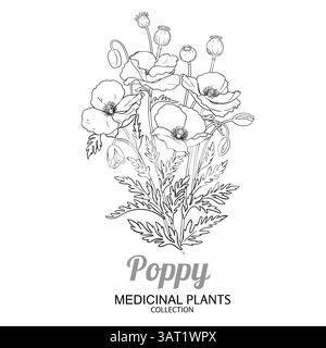 Illustrazione Poppy Plant with Flowers Outline Illustrazione Vettoriale