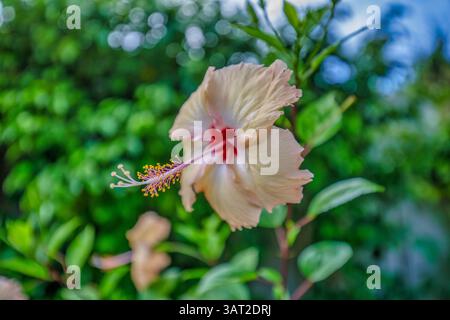 Vivace fiore di ibisco rosso da primo piano in piena fioritura, petali dettagliati, sfondo verde lussureggiante, natura perfetta e temi floreali. Carta da parati idilliaca da giardino Foto Stock