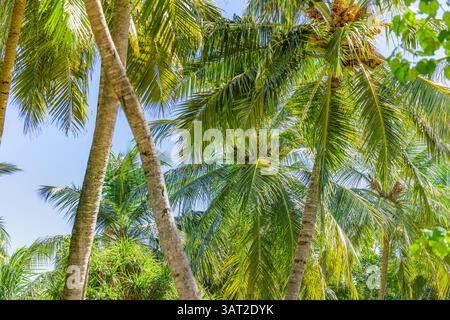 Foglie astratte di palma con un rigoglioso sfondo verde, scenario naturale tropicale, vegetazione vivace, piante esotiche, bellezza naturale, foresta esotica e serena Foto Stock