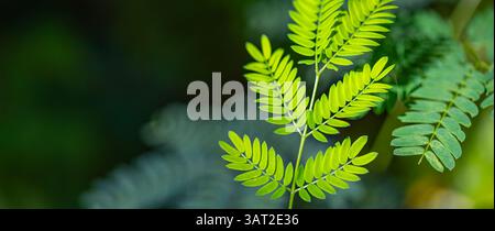 Vista panoramica di foglie verdi, sfondo naturale rigoglioso, design a tema ecologico perfetto, natura fresca, tranquillo paesaggio tropicale, carta da parati per striscioni Foto Stock