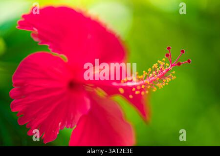 Vivace fiore di ibisco rosso da primo piano in piena fioritura, petali dettagliati, sfondo verde lussureggiante, natura perfetta e temi floreali. Carta da parati idilliaca da giardino Foto Stock