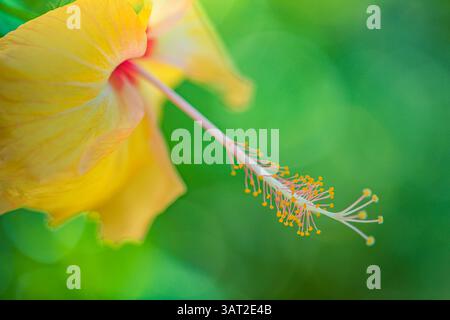 Vivace primo piano di fiori di ibisco in piena fioritura, petali dettagliati, sfondo verde lussureggiante, natura perfetta e temi floreali. Carta da parati idilliaca da giardino Foto Stock
