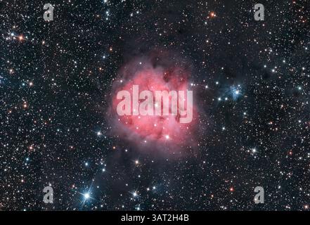 Il Cocoon Nebula (IC 5146) nella costellazione di Cygnus. Foto Stock