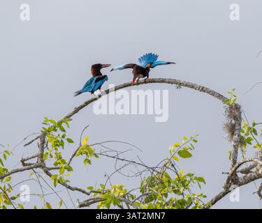 Una mostra di corteggiamento di pescatori di pesce bianco nel Parco Nazionale di Yala, Sri Lanka Foto Stock