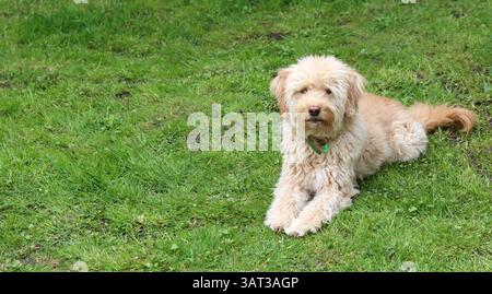 Simpatico cucciolo di Labradoodle seduto sull'erba in giardino Foto Stock