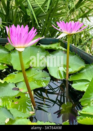 Le vivaci ninfee rosa fioriscono graziosamente in un tranquillo laghetto con i suoi tappetini. Foto Stock
