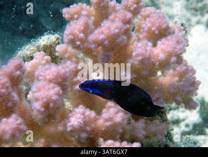 Una vivace scena subacquea con un pesce nero con accenti blu che nuotano vicino a coralli morbidi. Il corallo è rosa e soffice, creando un colorato marino Foto Stock