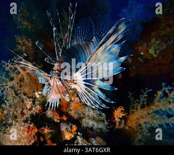 Un vibrante pesce leone che nuota graziosamente tra le colorate barriere coralline, mostrando le sue pinne distintive e i motivi sorprendenti. La scena subacquea è illu Foto Stock