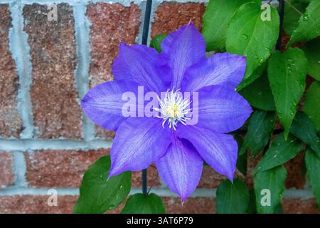 Olympia Clematis, fiore viola, contro un muro di mattoni rossi Foto Stock