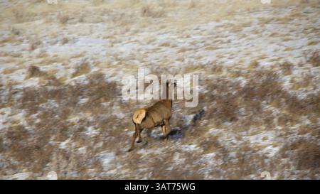 27 novembre 2013 - Calgary, AB, Canada - Un giovane alce rimbalza attraverso la prateria vicino a Jenner, alta, mercoledì 26 novembre 2013. Mike Drew/Calgary Sun/QMI Agency (immagine di credito: © Mike Drew/QMI Agency/ZUMAPRESS.com) Foto Stock