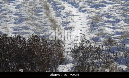 27 novembre 2013 - Calgary, AB, Canada - le piste di Coyote segnano la neve sulla prateria vicino a Jenner, alta., mercoledì 26 novembre 2013. Mike Drew/Calgary Sun/QMI Agency (immagine di credito: © Mike Drew/QMI Agency/ZUMAPRESS.com) Foto Stock