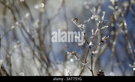 27 novembre 2013 - Calgary, AB, Canada - Frost on sagebrush on the Prairie vicino Jenner, alta, mercoledì 26 novembre 2013. Mike Drew/Calgary Sun/QMI Agency (immagine di credito: © Mike Drew/QMI Agency/ZUMAPRESS.com) Foto Stock