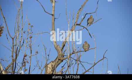 27 novembre 2013 - Calgary, Alberta, Canada - arachide in un cottonwood morto vicino a Jenner, alta, mercoledì 26 novembre 2013. Mike Drew/Calgary Sun/QMI Agency (immagine di credito: © Mike Drew/QMI Agency/ZUMAPRESS.com) Foto Stock