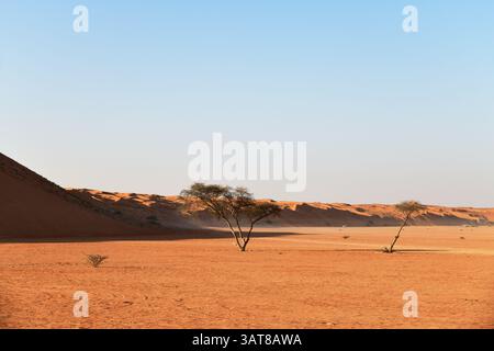 Deserto di Rub al Khali, Sultanato dell'Oman. Alberi di acacia nel deserto di Wahiba Sands all'alba, nella penisola arabica Foto Stock