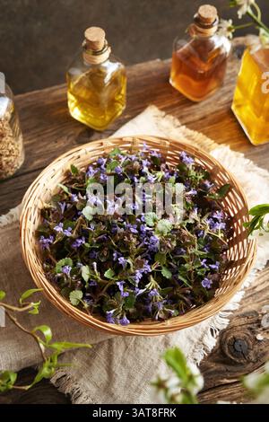 Cestino di vimini pieno di fiori freschi di edera selvatica e foglie raccolte in primavera Foto Stock