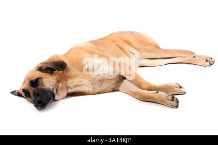 Mastino spagnolo davanti a sfondo bianco Foto Stock