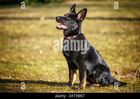 Cucciolo di pastore tedesco seduto attentamente durante l'allenamento di obbedienza del cane nel cortile Foto Stock