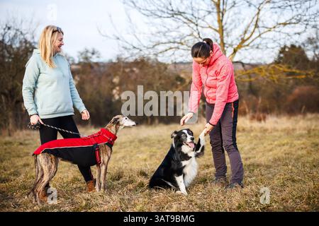 Due donne che camminano con i loro cani mentre incorporano l'obbedienza e l'agilità allenamento all'aperto. Temi animali Foto Stock