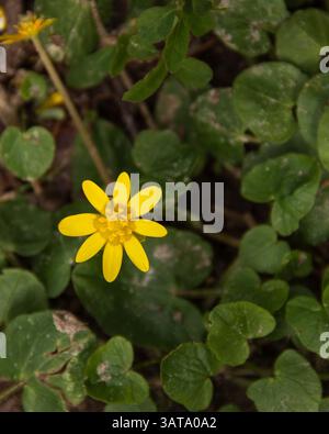 Vista ravvicinata di un unico fiore selvatico giallo vibrante circondato da foglie verdi nel suo habitat naturale. La scena mostra la bellezza naturale Foto Stock