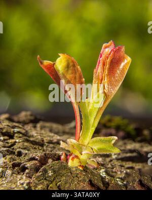 Immagine dettagliata e ravvicinata delle foglie vivaci di una piccola pianta che emergono dalla corteccia degli alberi, simboleggiando il rinnovamento e la crescita rispetto a un g naturale sfocato Foto Stock