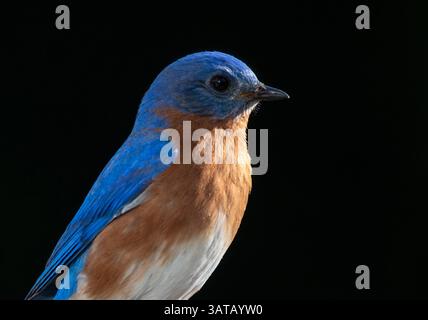 Primo piano di un uccello rosso orientale isolato su sfondo nero. Foto Stock