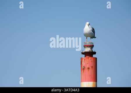 Un gabbiano arroccato su un faro del porto in Portogallo Foto Stock
