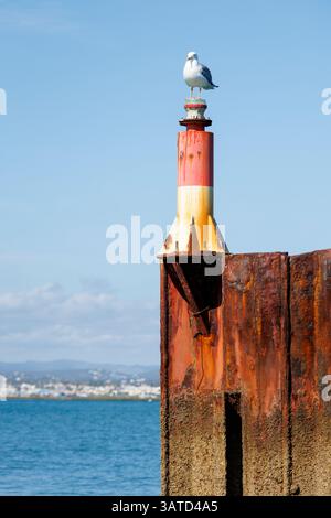 Un gabbiano arroccato su un faro del porto sull'isola di Culatra in Portogallo Foto Stock