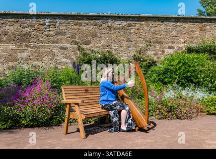 Ailie Robertson, arpista pluripremiata, che suona arpa celtica o clarsach, giardino recintato di Amisfield, East Lothian, Scozia, Regno Unito Foto Stock