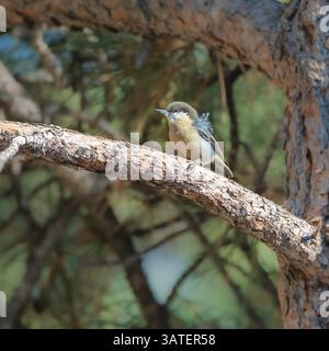 Nuthatch pigmeo in un albero in Colorado Foto Stock