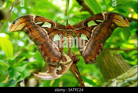 Atlas Moth, Attacus atlas Foto Stock