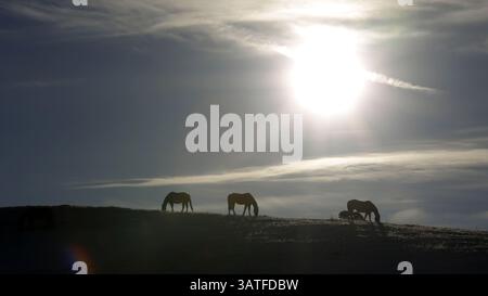 5 novembre 2013 - Calgary, AB, Canada - i cavalli pascolano sulle colline ghiacciate a sud di Rockyford, alta, giovedì 7 novembre 2013. Mike Drew/Calgary Sun/QMI Agency (immagine di credito: © Mike Drew/QMI Agency/ZUMAPRESS.com) Foto Stock