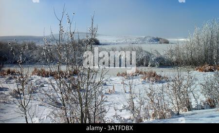 5 novembre 2013 - Calgary, Alberta, Canada - guardando molto inverno nelle colline svernanti a nord di Hussar, alta, giovedì 7 novembre 2013. Mike Drew/Calgary Sun/QMI Agency (immagine di credito: © Mike Drew/QMI Agency/ZUMAPRESS.com) Foto Stock