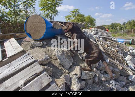 20 settembre 2013 - Filadelfia, Pennsylvania, Stati Uniti - Papa Bear, un labrador di 14 mesi, si arrampica su detriti alla ricerca del manipolatore Jonathan Ball, nascosto in un barile durante un esercizio di addestramento per cani da ricerca presso l'University of Pennsylvania Working Dog Center di Philadelphia il 20 settembre 2013. (Immagine di credito: © David M Warren/MCT/ZUMAPRESS.com) Foto Stock