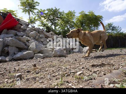 20 settembre 2013 - Philadelphia, Pennsylvania, USA - Jake, un Labrador di 9 mesi, esegue un esercizio di addestramento per cani da ricerca presso il Working Dog Center dell'Università della Pennsylvania a Philadelphia il 20 settembre 2013. (Immagine di credito: © David M Warren/MCT/ZUMAPRESS.com) Foto Stock
